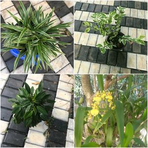 16 live root plants