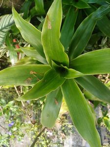 Basket Plant For Sale