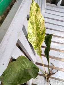 Variegated Plant Cutting