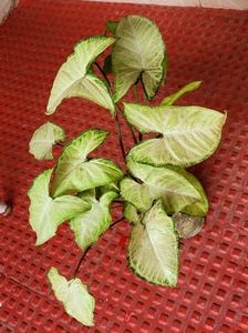 2 Combo arrowhead Plants 🌱