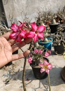 Beautiful Desert Rose Plant