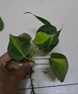 BESTSELLER 🌿🌿  Philodendron Brasil
