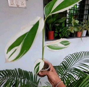 Never.. Plant 🌵 &amp; Pot