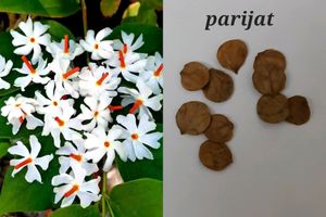 Seeds And Cuttings