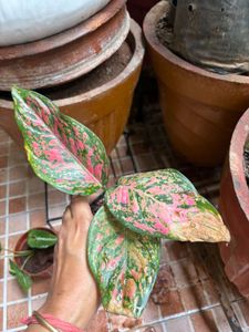 Aglaonema Pink Plant