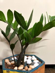 ZZ Plant 2 bulbs (15 Inches)