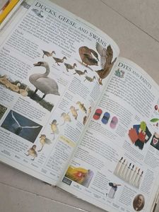 DK Illustrated Family Encyclopedia Vol 5