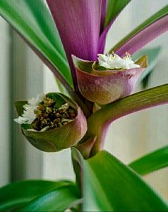 Combo Moses in Plan Cradle Plant