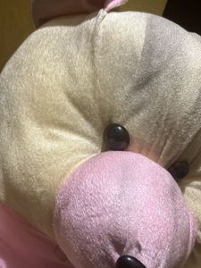 Teddy