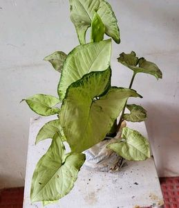 Pack 2 Caladium Biclor &amp; Evergreen Arrowhead Plant