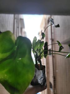 Philodendron Burle Marx Plant [M-L]
