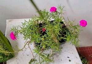 Pack 2 Portulaca grandiflora &amp; Callisia Fragrans: