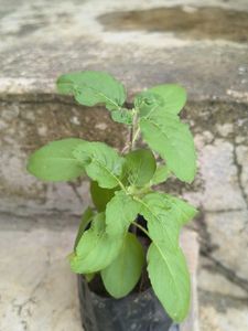 Live Tulsi Plant - Holy Basil
