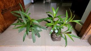 Set 2 Mosen Plants