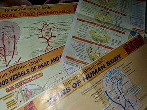Human Anatomy Charts - Set