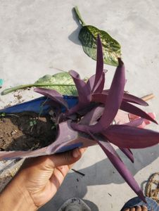 Purple  Heart Plant