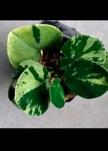 Different Varieties Plants Combo