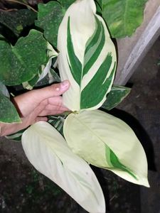 Combo Plants
