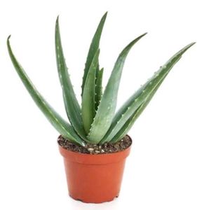 Combo Of Any 3 Indoor Plant Saplings