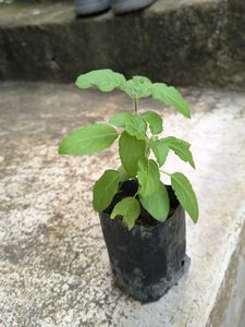 Live Tulsi Plant - Holy Basil