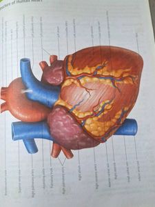 Mtg Fingertips for Neet prep(Bio)
