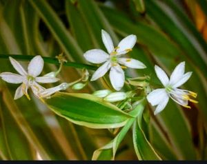 🌴Chlorophytum laxum  Plant 🪴 &amp; pot