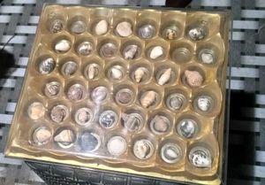 Assorted Seashell Collection