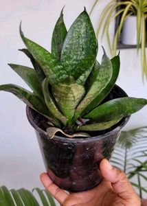 Snake & Curry Leaves Plant🌵& Pot