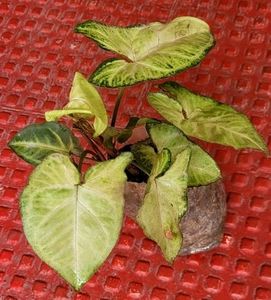 2 Pack Arrowhead Plants 🌱