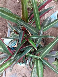 Happy Petals Plant