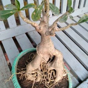 Desert Rose Bonsai