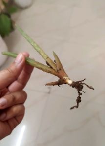 Alovera Plant
