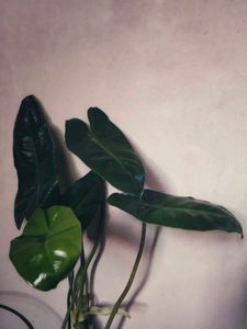 Burle Marx Philodendron Healthy Green Plant