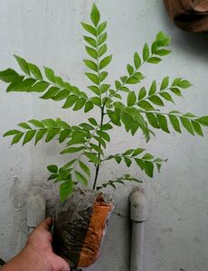 Combo Curry Leaves Plants