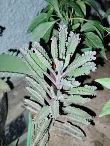 Sunrose &amp; Mother of millions (Pack 2) plant