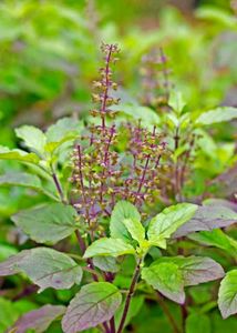 Tulsi and sweet lemon leaves