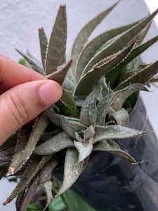 Unique Hawarthia