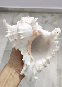 Andaman Islands Unique Spiky Seashell Decor