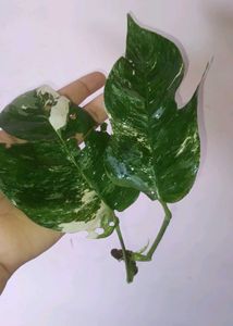 epipremnum pinnatum albo Cuttings