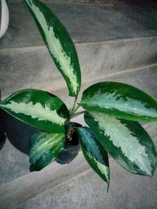 Assorted Indoor Plants