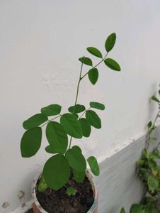 Combo Of aprajita plant And Wedelia