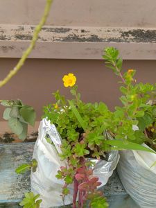 10 "0  Clock Plant
