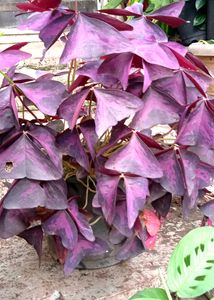 Combo Plants