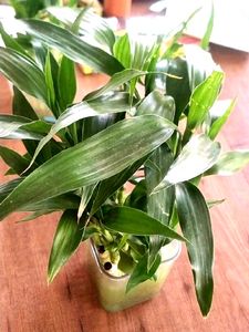 Bamboo Plant