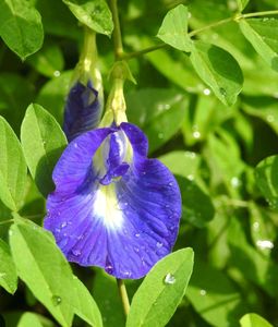 Combo Flower