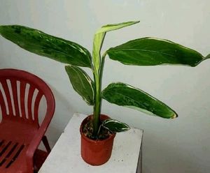 Set 2 Never..&amp; Pandanus veitchii Plant 🪴&amp; Pot