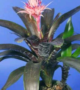 Moses-in-the-Cradle Plant🌵&amp; Pot