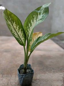 Diffenbacia Plant