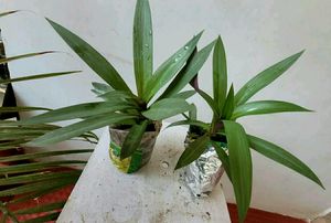 Combo Moses in Plan Cradle Plant