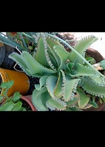 combo of 4 plants